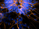 Bioengineering