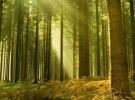 Forestry and Natural Resources