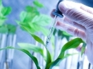 Genetics and Plant Biology
