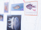 Molecular and Cell Biology: Biochemistry and Molecular Biology