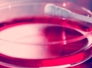 Molecular and Cell Biology: Genetics, Genomics, and Development