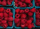 Nutritional Sciences: Dietetics