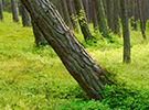 Ecosystem Management and Forestry