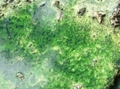 Geospatial Information Science and Technology