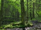 Forestry
