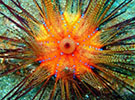 Integrative Biology