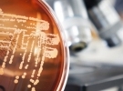 Microbiology