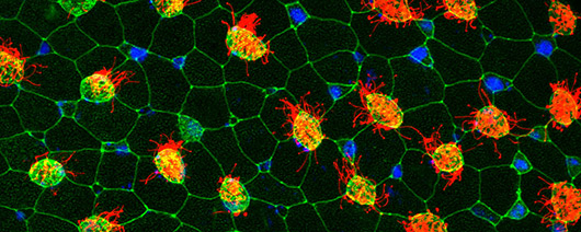 Molecular and Cell Biology