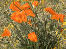Rangeland and Wildlife Management
